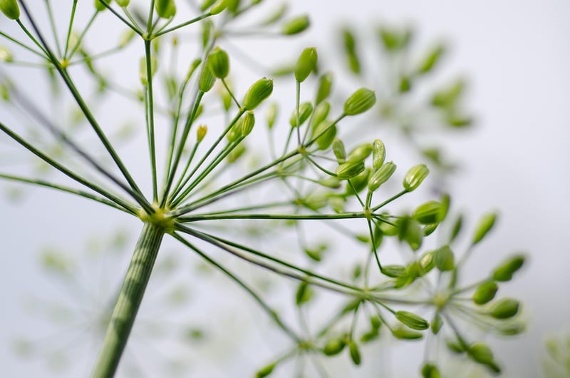Herbs and Vegetables
